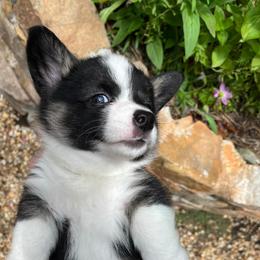 Pembroke Welsh Corgi Puppies from Dalton Family Corgis