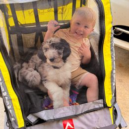 Bernedoodle and Goldendoodle Puppies from Quartz Mountain Doodles