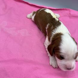 Girl 4 - female Cavalier King Charles Spaniel puppy in Burke, New York from Patti’s Puppies