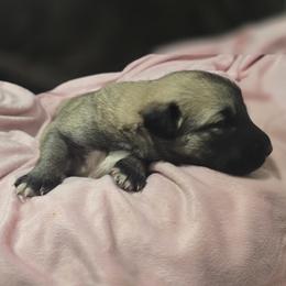 Anatolian Shepherd Dog Puppies from Florida Anatolian Shepherds
