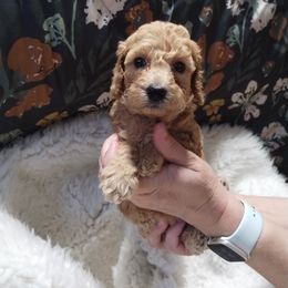 Poodle Puppies from Grace Colt Farms