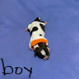 Boy 1 - Parti male Miniature Schnauzer puppy in Dunlap, Tennessee from Beards of Glory