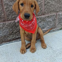 Boy 2 - Yellow male Labrador Retriever puppy in Potosi, Wisconsin from Point and Flush Gun Dogs