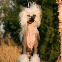 Indy - Chinese Crested