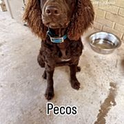 Boykin Spaniel All Grown Up from D&T Boykin Spaniels
