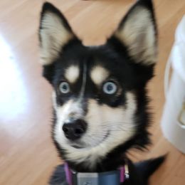 Pomskies from Burkhart's Pups