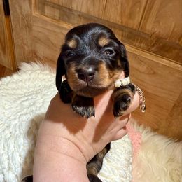 Sofia - Black and tan female Dachshund puppy in Bennett, North Carolina from Cherished Dachshunds