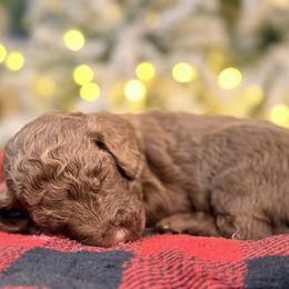 Fudge - Chocolate male Goldendoodle puppy in Macclenny, Florida from Baker County Goldendoodles