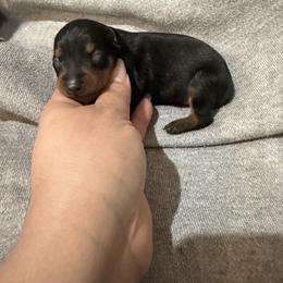 Rocky - Black and rust male Miniature Pinscher puppy in Albuquerque, New Mexico from Legacy Danes