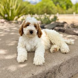 Blossom - Yellow and white Bernedoodle puppy in Thatcher, Arizona from Brush Fire Doodles