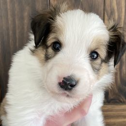 Beaver - Sable and white Old Time Scotch Collie puppy in Mars Hill, North Carolina from Brambly Mountain Farm