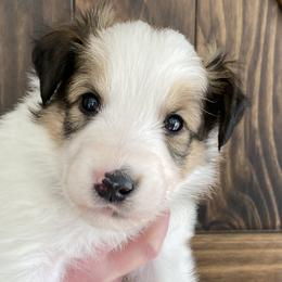Beaver - Sable and white Old Time Scotch Collie puppy in Mars Hill, North Carolina from Brambly Mountain Farm