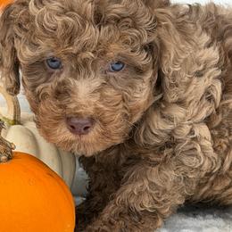 Red Puppies Large brown merle - Merle male Goldendoodle puppy in Rush, New York from Care Bear Puppies