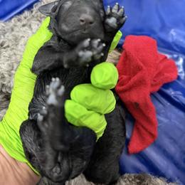 Bear - Black male Poodle puppy in Hesperia, California from Whitesock Standard Poodles