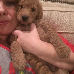 Bernedoodle and Goldendoodle Puppies from Greatly Graced Southern Doodles