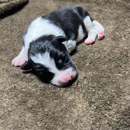 Armondo - Black and white male Border Collie puppy in Granbury, Texas from Rocking H Border Collies
