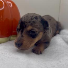 Boy 3 - Dapple male Dachshund puppy in Bakersfield, California from KC Doxies