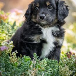 Rolo - Black tri-color female Aussiedoodle puppy in Grants Pass, Oregon from Woodwind Miniatures