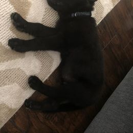 German Shepherd Puppies from Haus of Vu von Sven