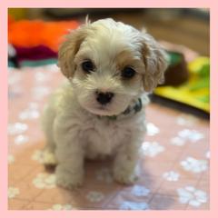 Boy 1 - Blenheim male Cavachon puppy in Smoot, Wyoming from Designer Mountain Mutts