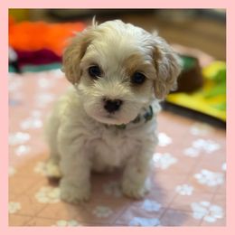 Boy 1 - Blenheim male Cavachon puppy in Smoot, Wyoming from Designer Mountain Mutts