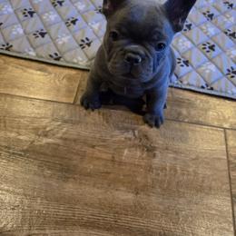Girl 3 - Blue female French Bulldog puppy in Crane, Missouri from James River French Bulldogs