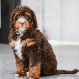 Si (socialization program student) - Chocolate merle male Bernedoodle puppy in Dundee, Ohio from Down Home Doodle