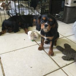 Cavalier King Charles Spaniel Puppies from Country Candy Cavaliers