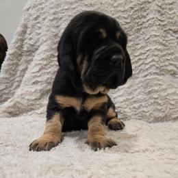 Black Boy - Black and tan male Bloodhound puppy in Gillette, Wyoming from Whispering Winds Homestead 307