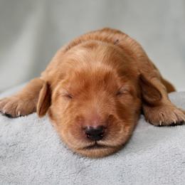 Nova - Apricot male Australian Labradoodle puppy in Stanwood, Washington from Victoria Creek Australian Labradoodles