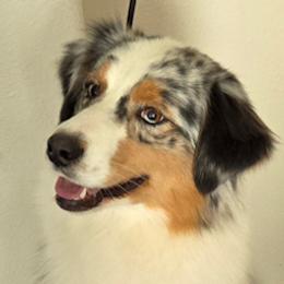 Mia - Australian Shepherd