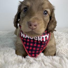 Dachshund Puppies from The Dach House