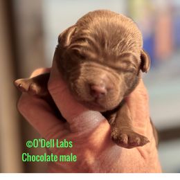 Boy 1 - Chocolate male Labrador Retriever puppy in Sullivan, Missouri from O’Dell Labs