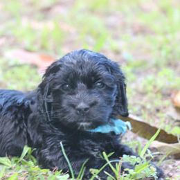 Cockapoo Puppies from JP Cockapoos LLC