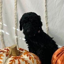 Hazelnut - Black female Goldendoodle puppy in Cedartown, Georgia from Loyal Doodles
