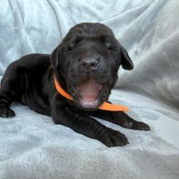 Doberman Pinscher Puppies from Haus of Hound