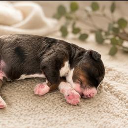 Rascal - Merle male Bernedoodle puppy in Venice, Florida from Sixlittles and Bernedoodles