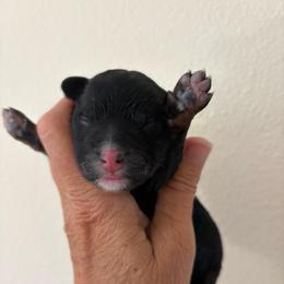 Lacy - Tri-color female Bernedoodle puppy in Carlotta, California from Lost Coast Poodles and Doodles