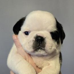 Boy 2 - Fawn male Pug puppy in Auburn, Kentucky from Prentice Family Pugs, Bugs & Corgis