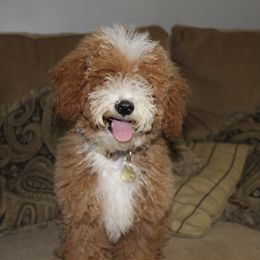 Berkley - Poodle