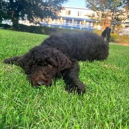 Duke - Brown male Poodle puppy in Atlanta, Georgia from Syren House Doodles & Poodles