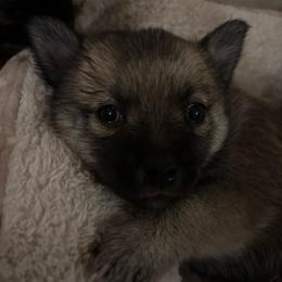 Girl 2 (aka Seeker) - Brindle female Companion Cross puppy in Indian Springs, Nevada from Spinner puppies