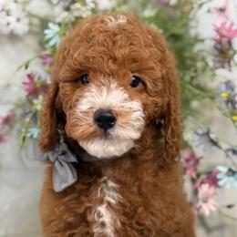 Fire fly - Red  male Goldendoodle puppy in Yuciapa, California from AlltheDoodlez_