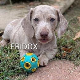 Granite - Fawn (isabella) and tan male Dachshund puppy in Missouri from Eridox Dachshunds