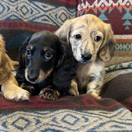 Cream Brindle female - Brindle female Dachshund puppy in Wichita, Kansas from Rustic Dachshunds