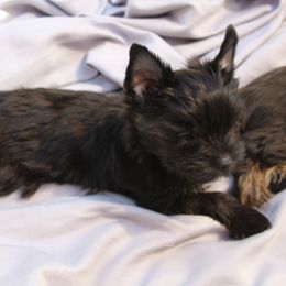 Yorkshire Terrier Puppies from Madame Yorkie