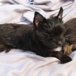 Yorkshire Terrier Puppies from Madame Yorkie