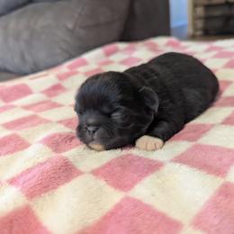 Jimmy - Black male Pekingese puppy in Kingman, Arizona from Faith Harvey
