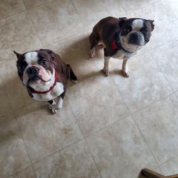 Henery - Boston Terrier