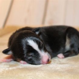 Miniature Australian Shepherd and Toy Australian Shepherd Puppies from Litton's Aussies